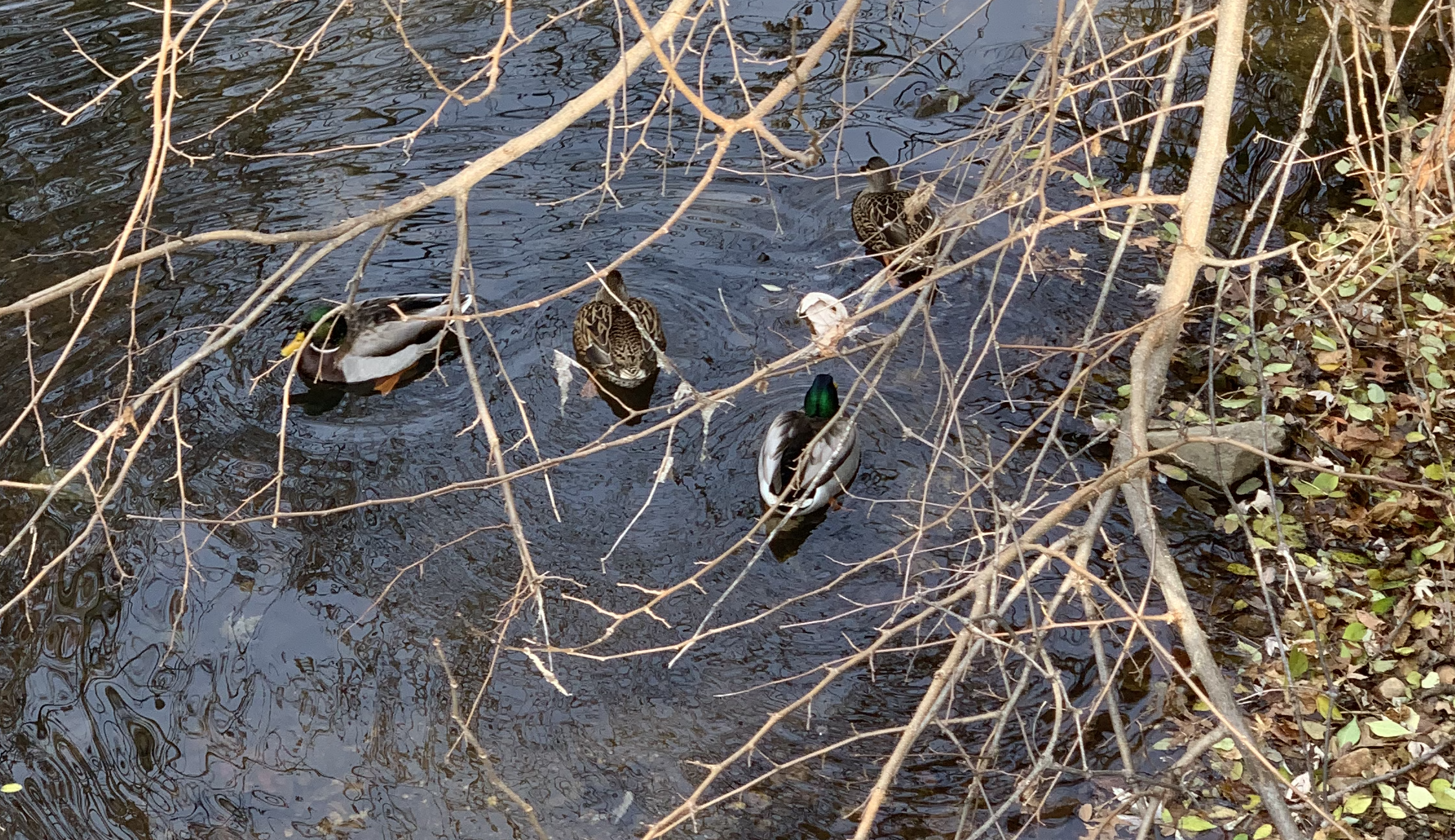 Mallards at Long Branch Creek
