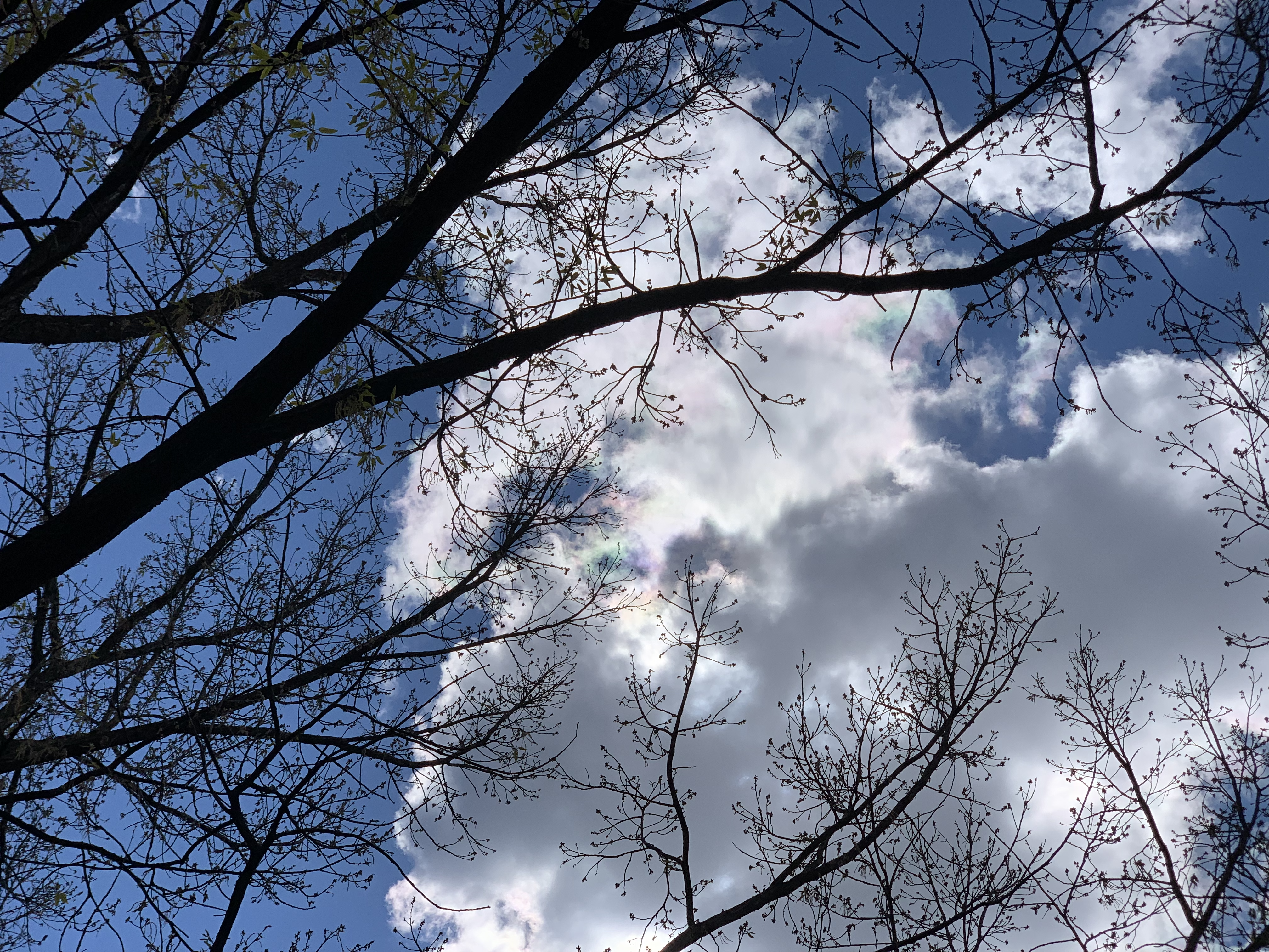 Image of the sky above Fraser Park.
