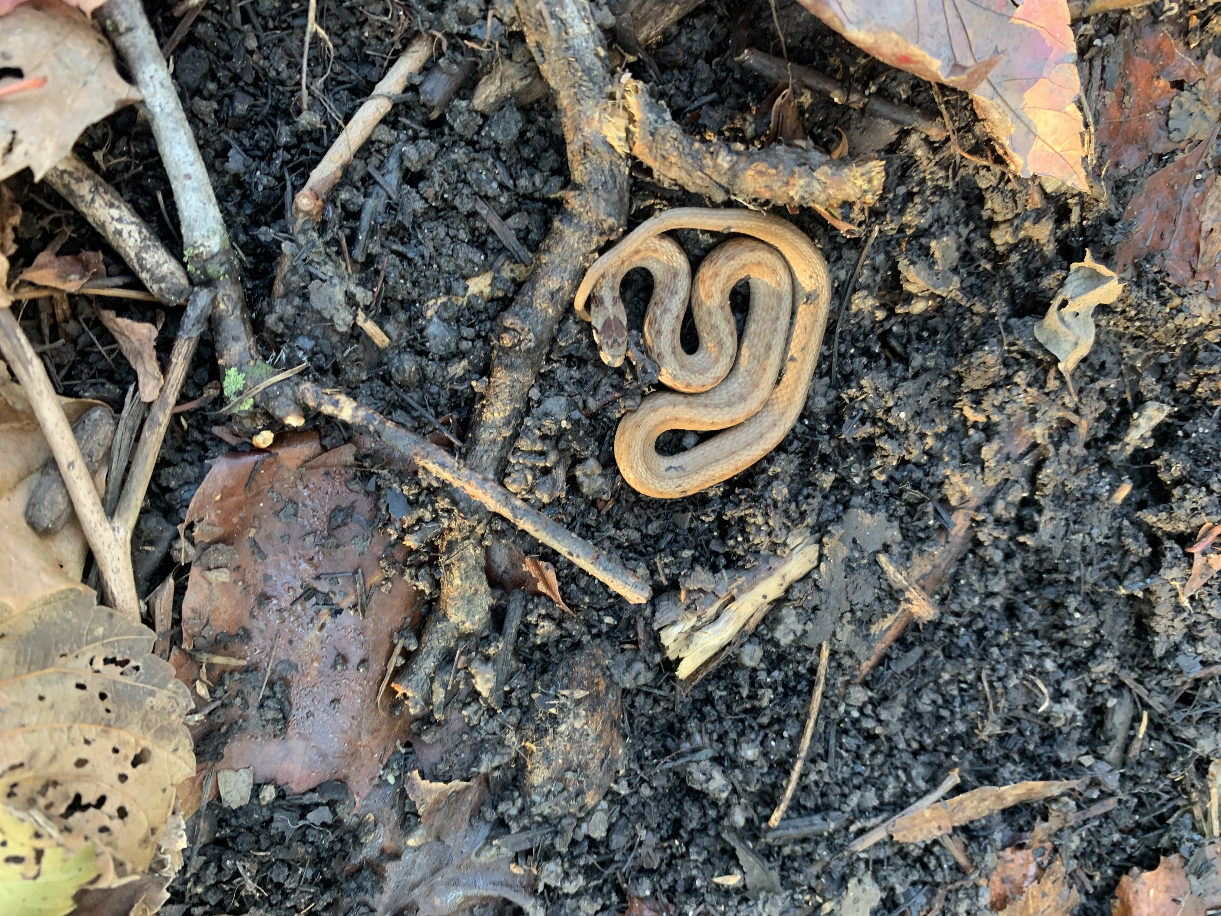 Dekay's Brownsnake